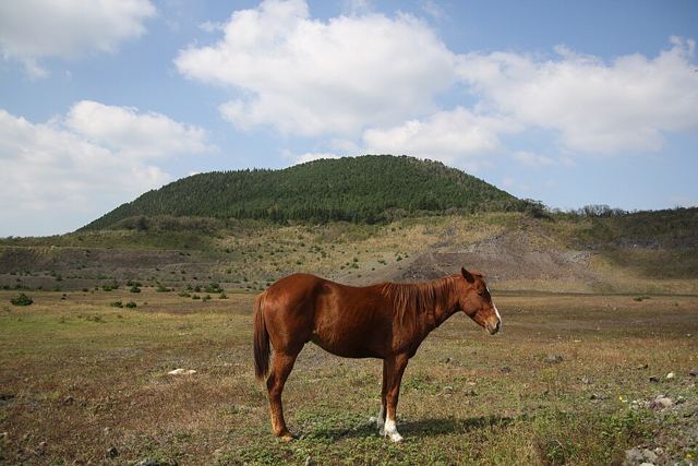 제주 조랑말 승마체험 사진 1